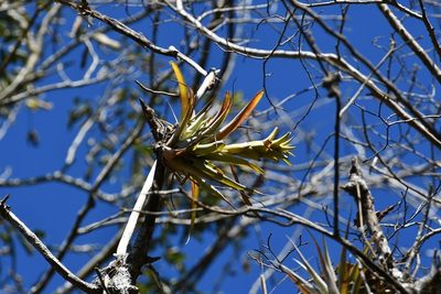Tillandsia capitata, photographed by Neptalí Ramírez Marcial