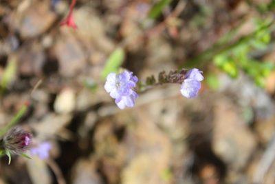 Phacelia breweri, photographed by Scott Loarie