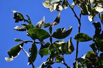 Inga chiapensis, photographed by Neptalí Ramírez Marcial