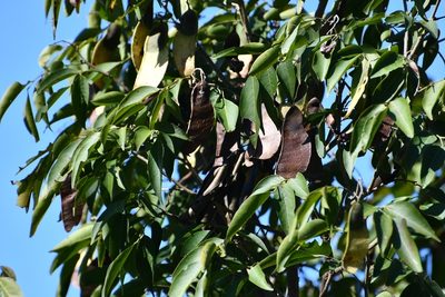 Lonchocarpus sumiderensis, photographed by Neptalí Ramírez Marcial
