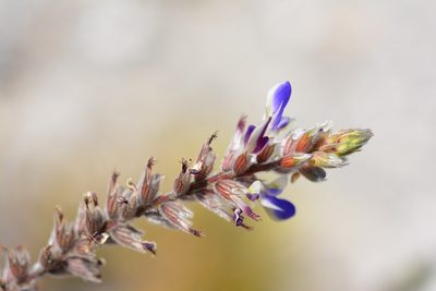 Marina spiciformis, photographed by Neptalí Ramírez Marcial