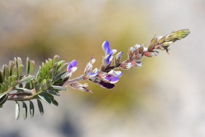 Marina spiciformis, photographed by Neptalí Ramírez Marcial