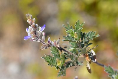 Marina spiciformis, photographed by Neptalí Ramírez Marcial