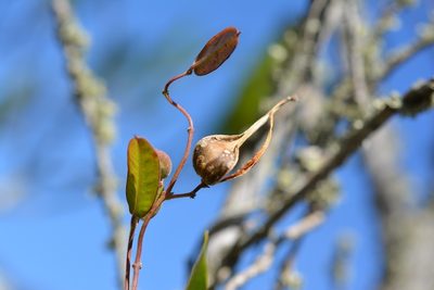 Metastelma lanceolatum, photographed by Neptalí Ramírez Marcial