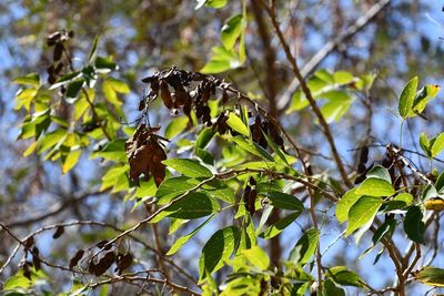 Mimosa psilocarpa, photographed by Neptalí Ramírez Marcial