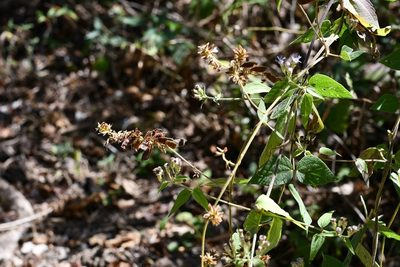 Rhynchosia longeracemosa, photographed by Neptalí Ramírez Marcial