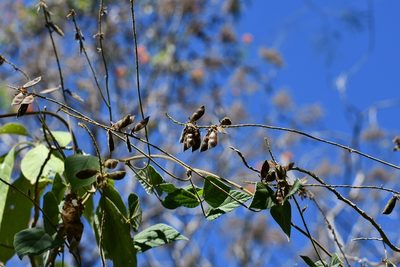 Rhynchosia longeracemosa, photographed by Neptalí Ramírez Marcial