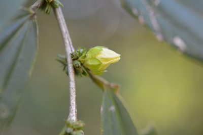Hibiscus purpusii, photographed by Neptalí Ramírez Marcial