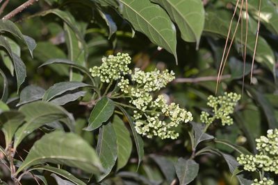 Meliosma dentata, photographed by Neptalí Ramírez Marcial