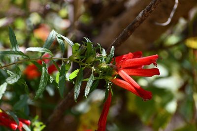 Lamourouxia barbata, photographed by Neptalí Ramírez Marcial