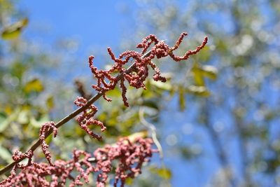Myriocarpa heterospicata, photographed by Neptalí Ramírez Marcial