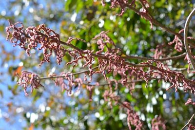Myriocarpa heterospicata, photographed by Neptalí Ramírez Marcial