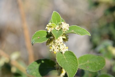 Lippia chiapasensis, photographed by Neptalí Ramírez Marcial