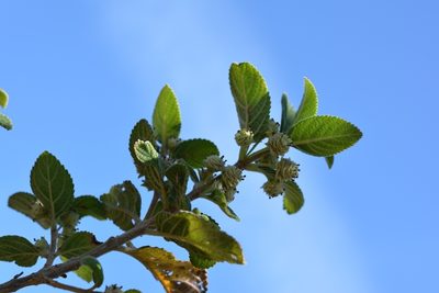 Lippia umbellata, photographed by Neptalí Ramírez Marcial