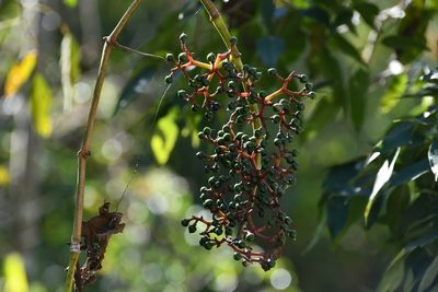 Cissus biformifolia, photographed by Neptalí Ramírez Marcial