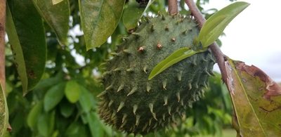 Annona muricata, photographed by Ana Ka'ahanui