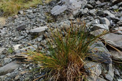 Marsippospermum gracile, photographed by John Barkla