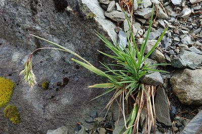 Poa novae-zelandiae, photographed by John Barkla