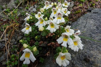 Euphrasia petriei, photographed by John Barkla