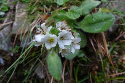 Myosotis suavis, photographed by John Barkla