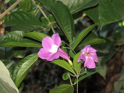 Bignonia magnifica, photographed by coenobita