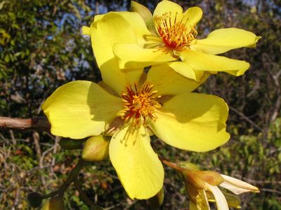 Cochlospermum gillivraei, photographed by coenobita