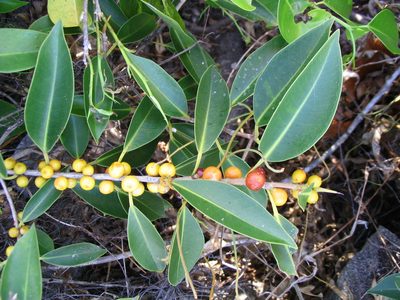 Ficus obliqua