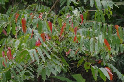 Garuga floribunda, photographed by coenobita