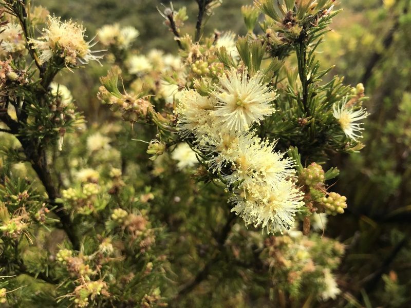 Melaleuca systena, photographed by Ann Bentley