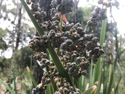 Lomandra ordii, photographed by Ann Bentley