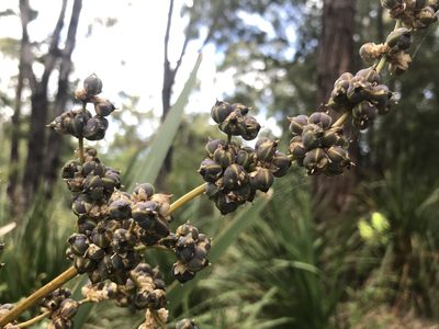Lomandra ordii, photographed by Ann Bentley