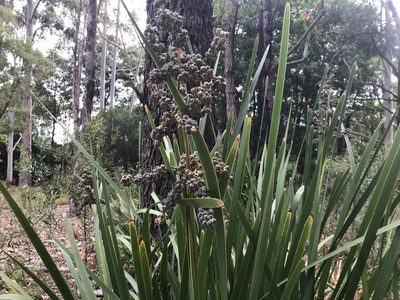 Lomandra ordii, photographed by Ann Bentley