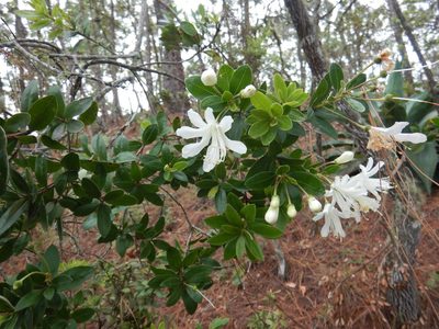 Bejaria aestuans, photographed by Jonathan Rodriguez