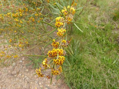 Daviesia mimosoides, photographed by Donald Hobern