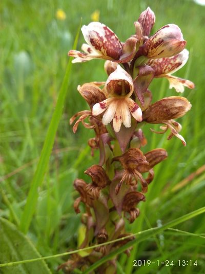 Satyrium sphaerocarpum, photographed by Seth Musker