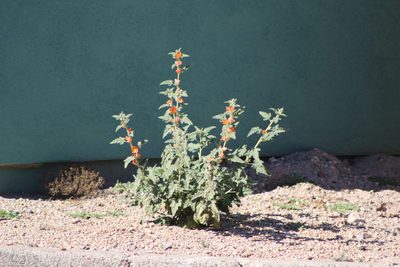 Sphaeralcea emoryi, photographed by Eliseo D Moreno