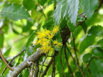 Azara serrata, photographed by Cristian Riquelme