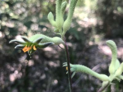 Anigozanthos flavidus, photographed by Ann Bentley