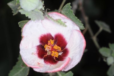 Pavonia aurigloba, photographed by aacocucci