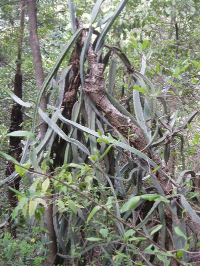 Selenicereus monacanthus, photographed by Steven Bodzin