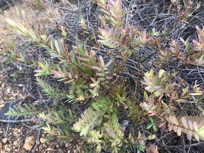 Darwinia citriodora, photographed by Cal Wood
