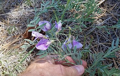 Lathyrus decaphyllus, photographed by Colin Croft