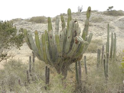 Cereus repandus