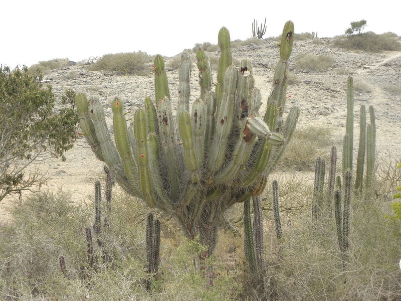 Cereus repandus, photographed by Steven Bodzin
