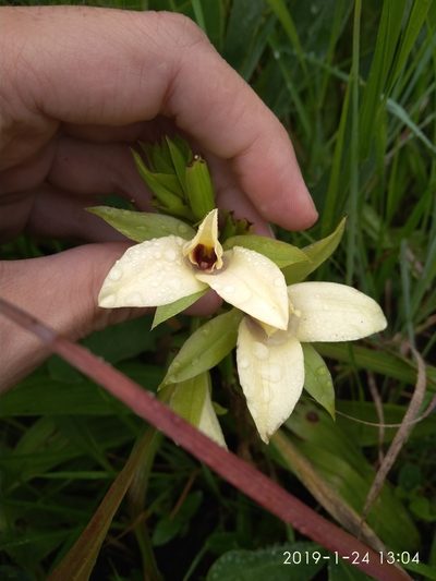 Eulophia parvilabris, photographed by Seth Musker
