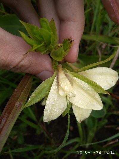 Eulophia parvilabris, photographed by Seth Musker