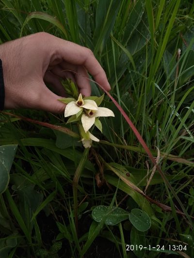 Eulophia parvilabris, photographed by Seth Musker