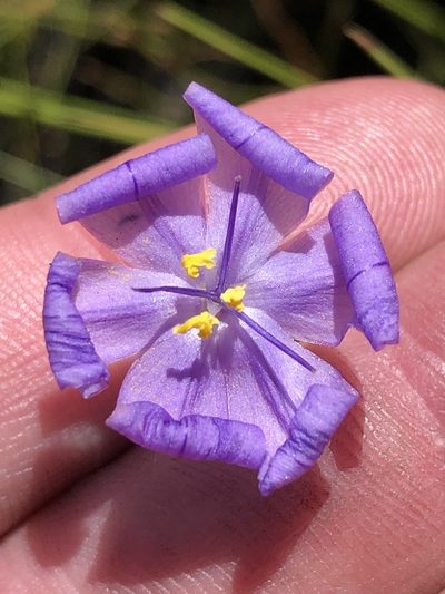 Bobartia lilacina, photographed by Dave U