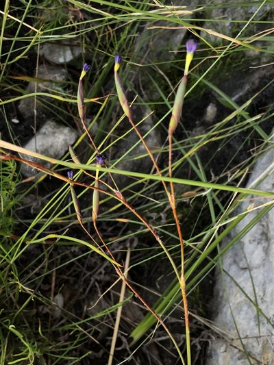 Bobartia lilacina, photographed by Dave U