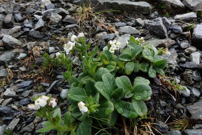 Myosotis suavis, photographed by John Barkla